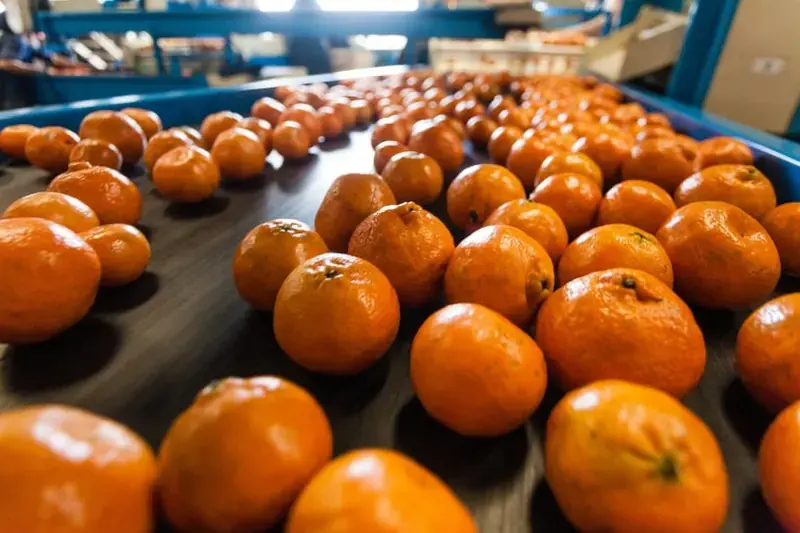 Fresh produce export software for Australian exporters 2