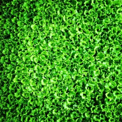 Lettuce & leafy greens packing software for Australian packers 2