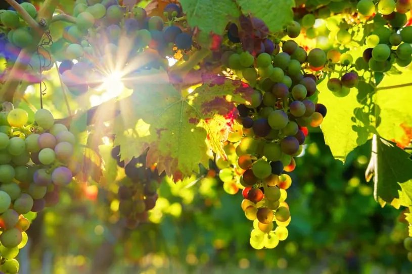 Table grape packing software for Australian packers 2