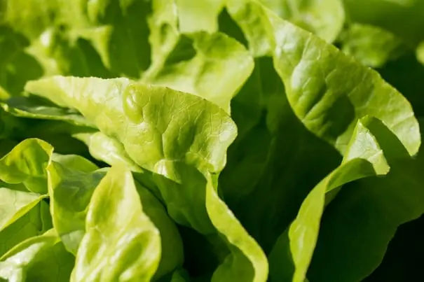 Salad packing software for Australian packers 2