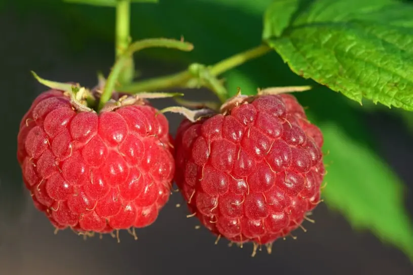 Australian fruit quality inspection app 2