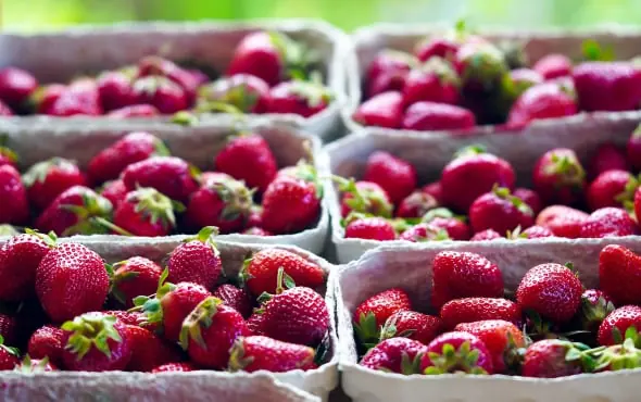 Strawberry packing software for Australian packers 3