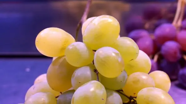 Table grape packing software for Australian packers 2