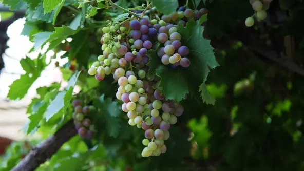 Table grape packing software for Australian packers 3