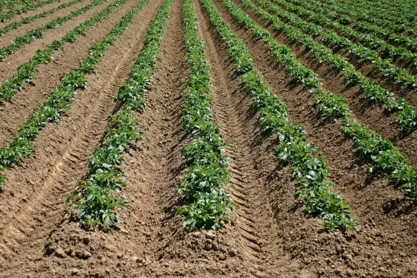 Potato packing software for Australian packers 2