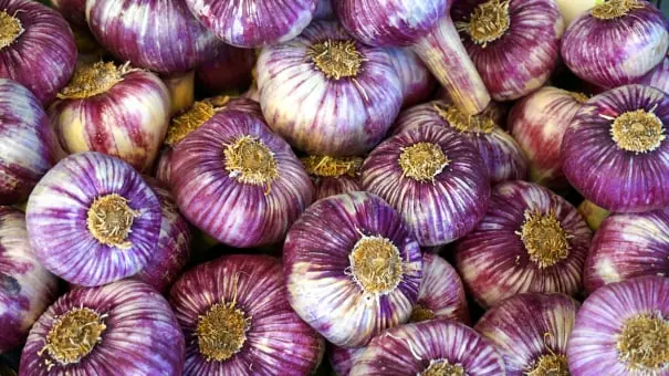 Garlic packing software for Australian packers 2