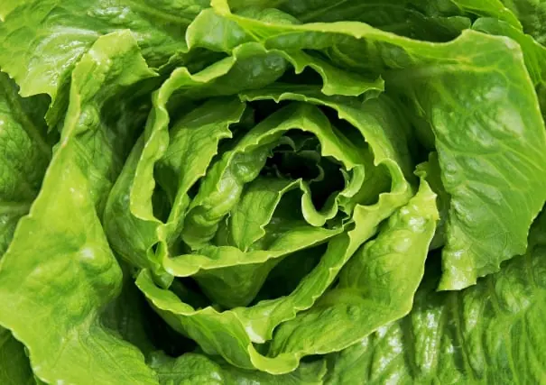 Salad packing software for Australian packers