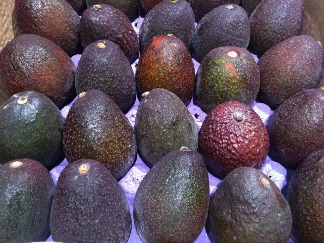Avocado packing software for Australian packers 3