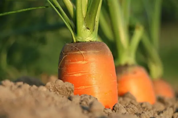 Carrot packing software for Australian packers
