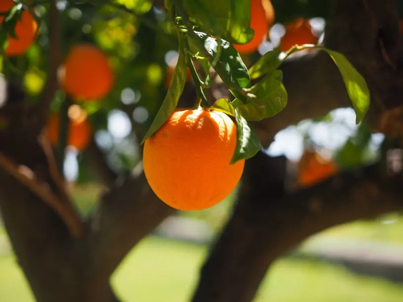 Australian fruit quality inspection app 3
