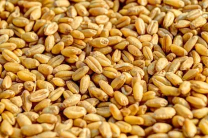 Wheat grain quality inspection app