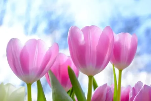 Flower quality inspection app – sample 3