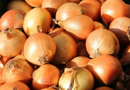 Onion quality inspection app – sample 2