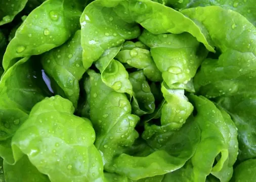 Lettuce quality inspection app – sample 2
