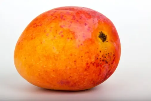 Mango quality inspection app – sample 3
