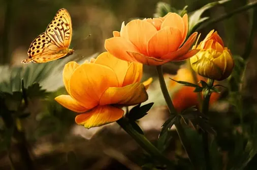 Flower quality inspection app – sample 2