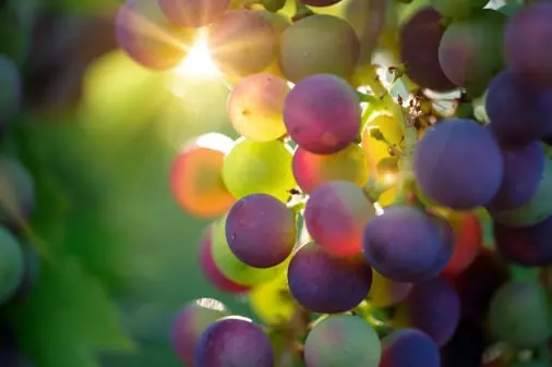 Grape quality inspection app – sample 2
