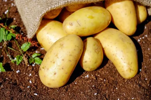 Potato quality inspection app – sample 2