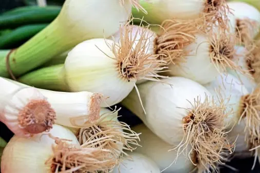 Onion quality inspection app – sample 2