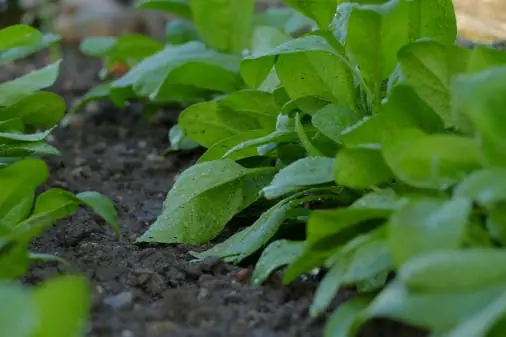 Spinach quality inspection app – sample 3