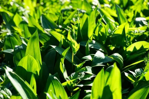 Spinach quality inspection app – sample 2