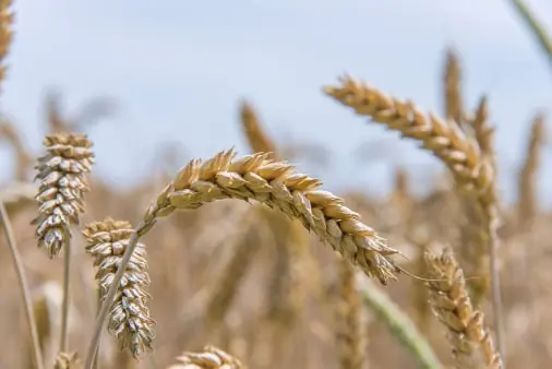Seed quality inspection app – sample 3