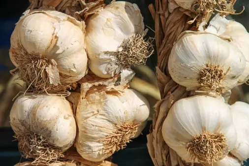 Garlic quality inspection app – sample 2