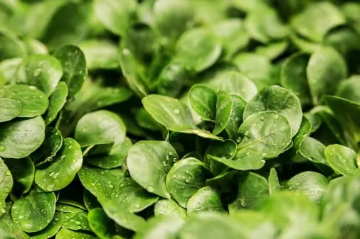 Lettuce quality inspection app