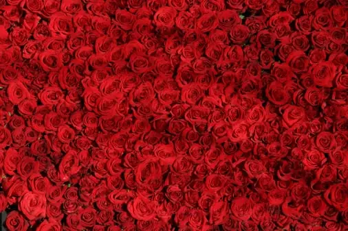 Flower quality inspection app – sample 2