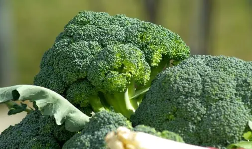 Broccoli quality inspection app – sample 3