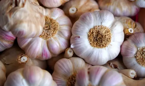 Garlic quality inspection app – sample 2