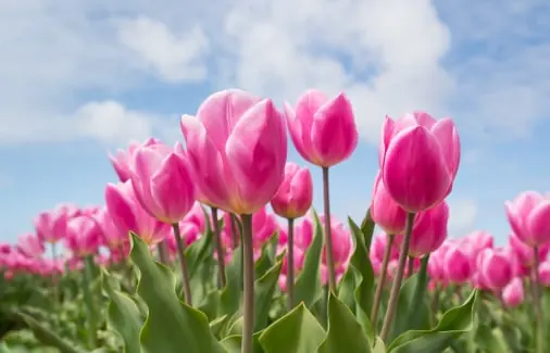 Flower quality inspection app