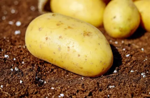 Potato quality inspection app – sample 3
