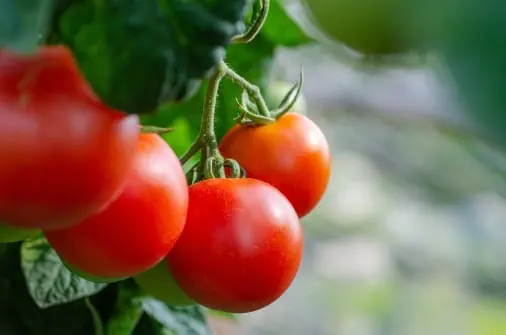 Tomato quality inspection app – sample 3