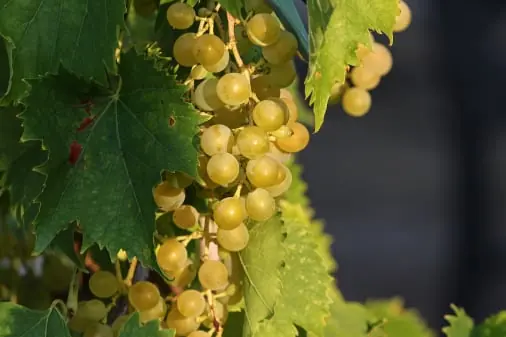 Grape quality inspection app