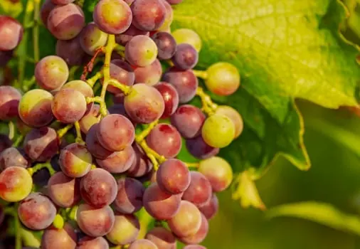 Grape quality inspection app – sample 3