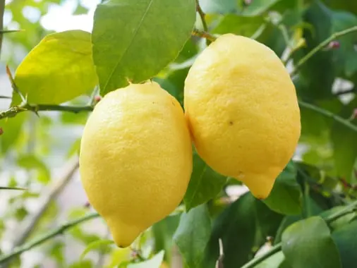 Citrus quality inspection app – sample 2