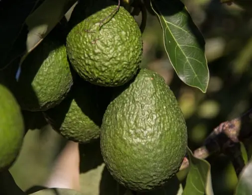 Avocado quality inspection app – sample 3