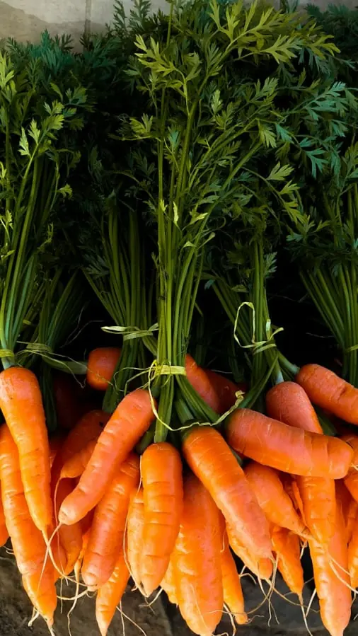 Carrot quality inspection app – sample 2