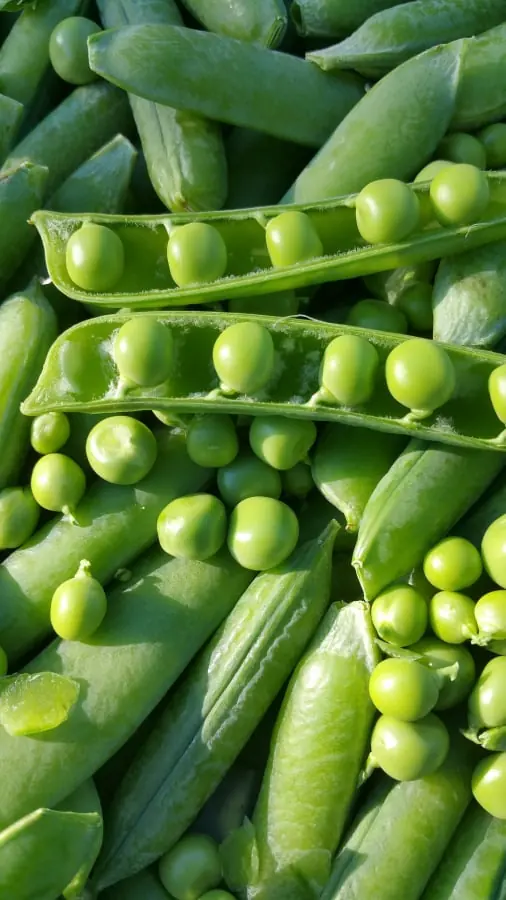 Bean quality inspection app – sample 2