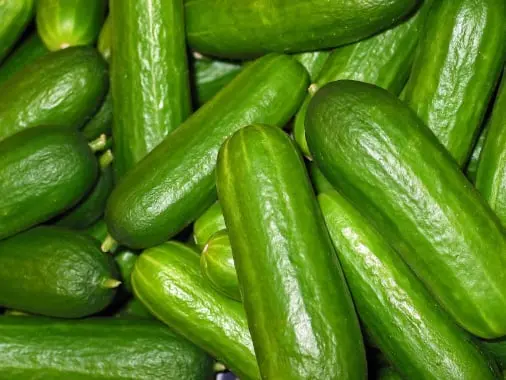 Cucumber quality inspection app