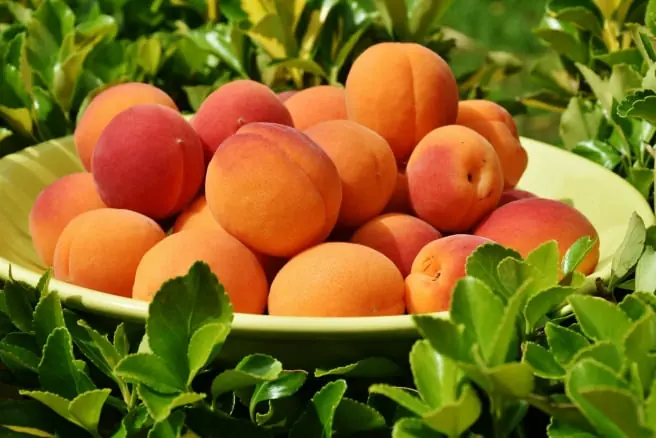 Fresh produce quality inspection app