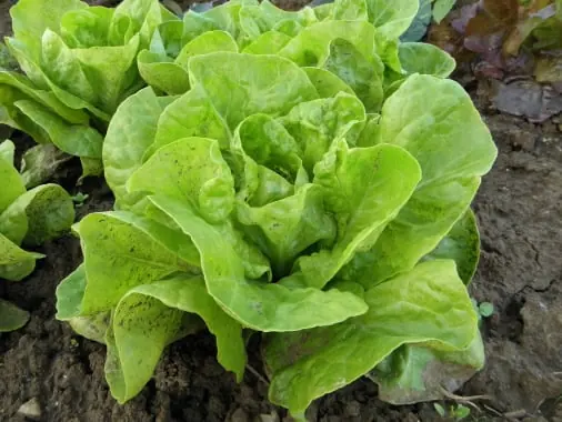 Lettuce quality inspection app – sample 2