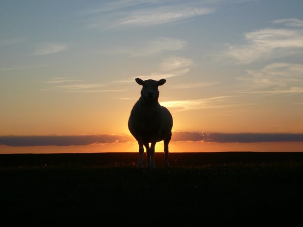 Abattoir management solutions for every day operations of small and medium sized abattoirs