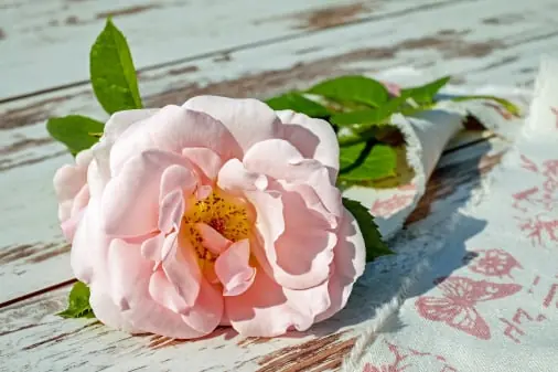 Flower packing software – photo 2