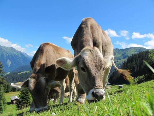 Abattoir management solutions for every day operations of small and medium sized abattoirs