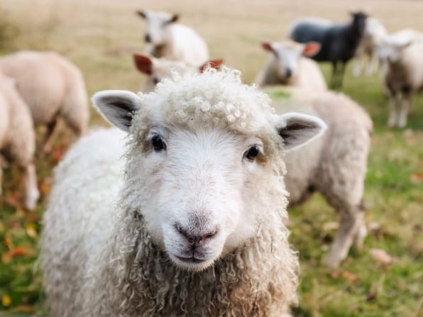 Abattoir management solutions for every day operations of small and medium sized abattoirs