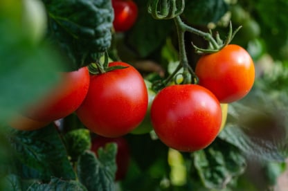 Tomato packing app