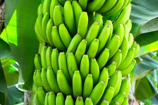 Banana packing app software
