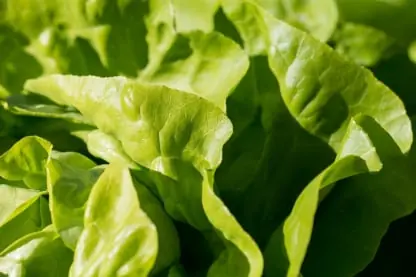 Leafy greens packing software – photo 3